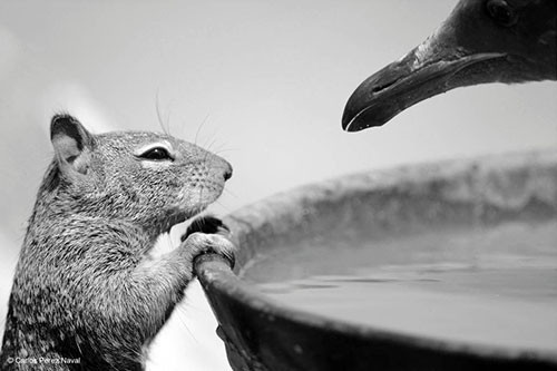 Vahşi hayat fotoğrafçılarının kadrajından dünya harikaları