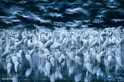 Vahşi hayat fotoğrafçılarının kadrajından dünya harikaları