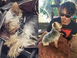 Johnny Depp: "Köpeklerimi öldürüp yedim"