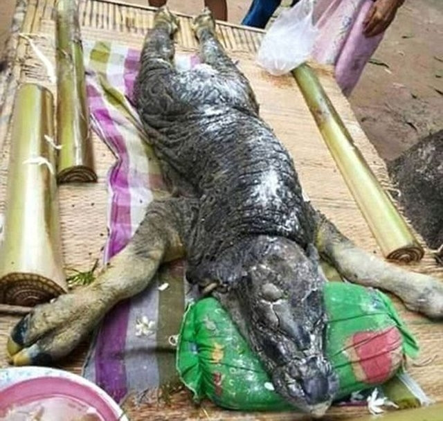 Tayland'da yaşanan olay dünyayı şaşkına çevirdi!