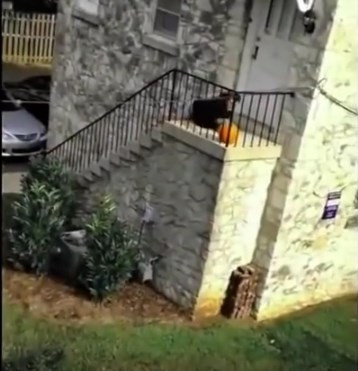 Dünyanın en aptal hırsızlarını gördünüz mü?