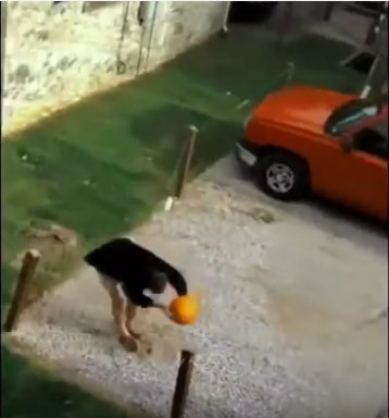 Dünyanın en aptal hırsızlarını gördünüz mü?