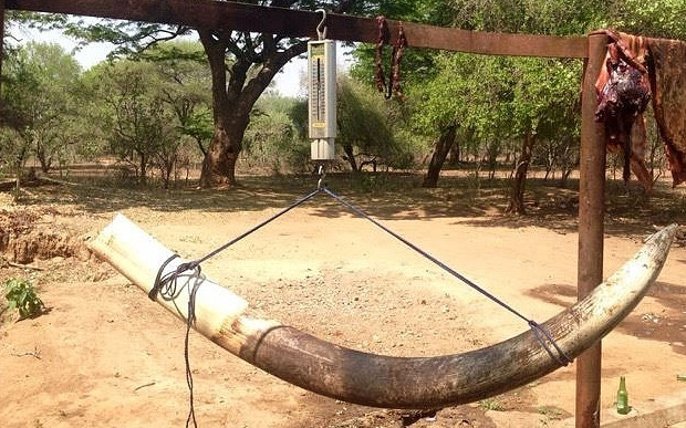 Afrika'nın en büyük filini öldürdü