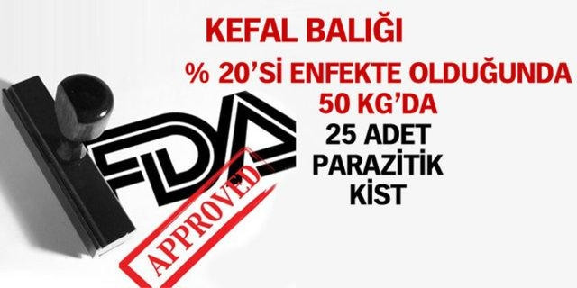 Günde kaç böcek yiyorsunuz?