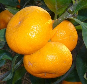 Mandalina'nın faydaları sizi şaşırtacak?