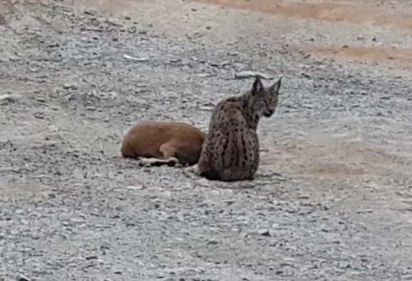 Vaşak, dağ keçisine böyle saldırdı