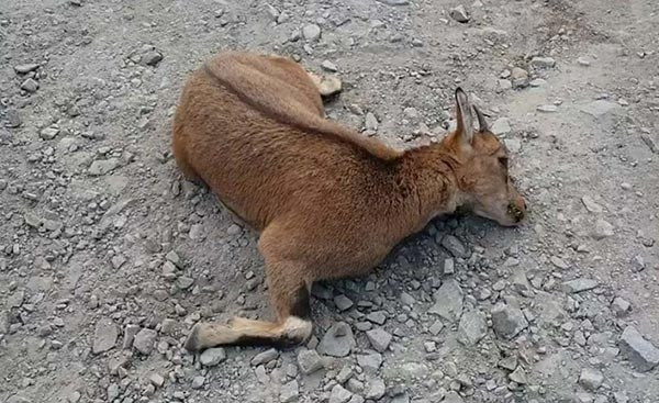 Vaşak, dağ keçisine böyle saldırdı