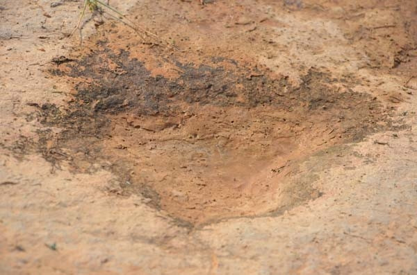 Tunus'ta dinozorların ayak izleri bulundu