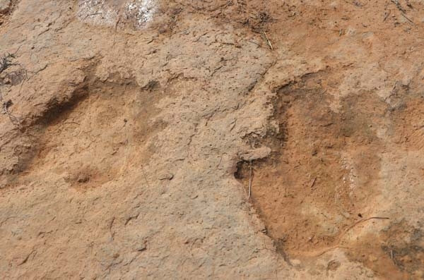 Tunus'ta dinozorların ayak izleri bulundu