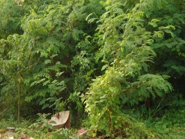 Fotoğraflardaki detayı görmek çok zor !