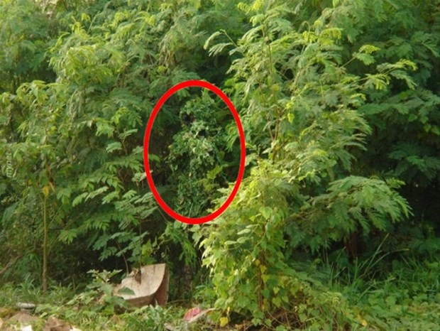 Fotoğraflardaki detayı görmek çok zor !