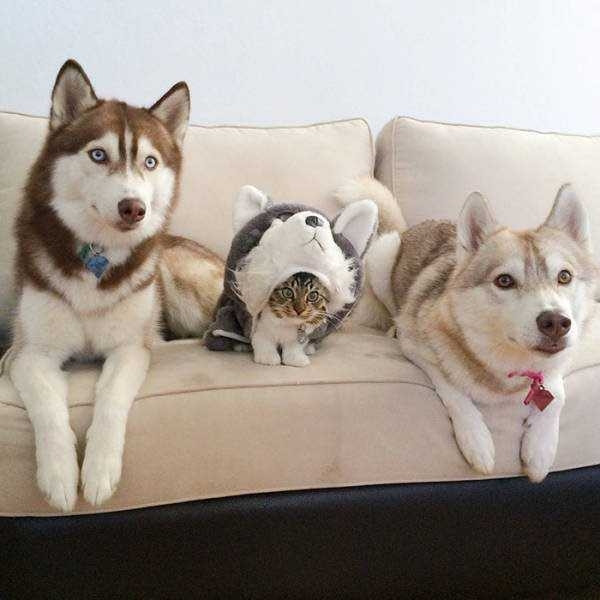 Kendini köpek zanneden kedi