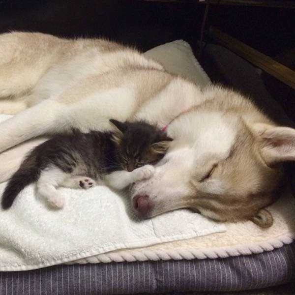 Kendini köpek zanneden kedi