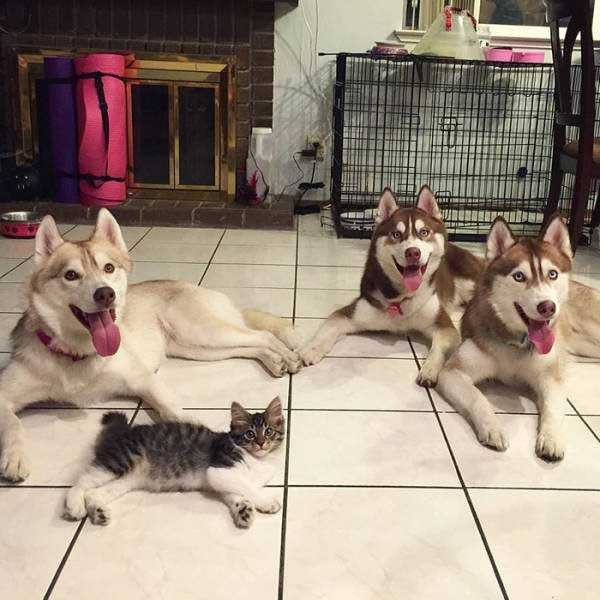 Kendini köpek zanneden kedi