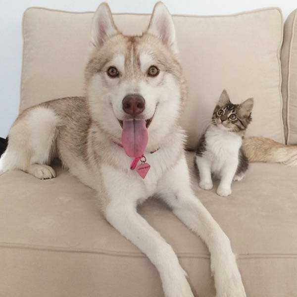 Kendini köpek zanneden kedi