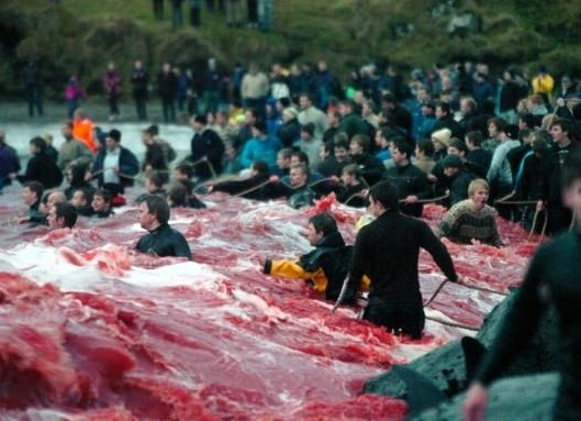 Faroe Adaları'nda balina vahşeti ! - Resim: 1