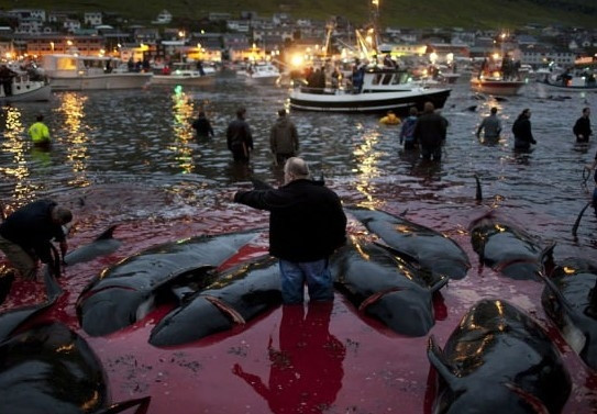 Faroe Adaları'nda balina vahşeti ! - Resim: 4