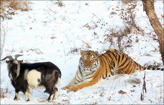 Hayvanların şaşırtan doslukları