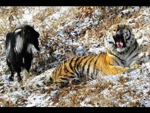 Hayvanların şaşırtan doslukları