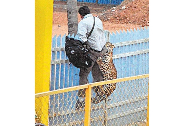 Okula giren leopar 6 kişiyi yaraladı