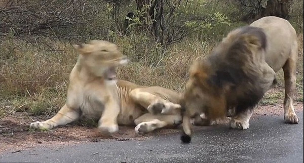 Karizmayı çizdiren aslan