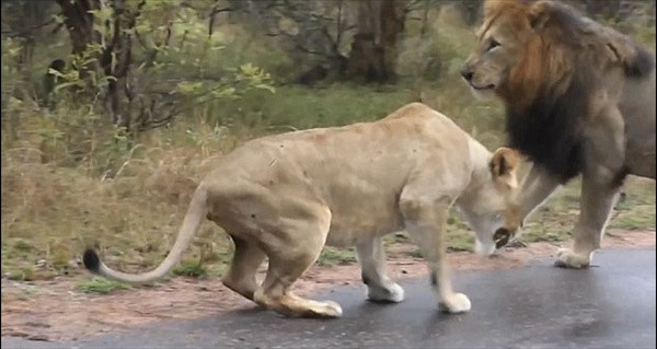 Karizmayı çizdiren aslan