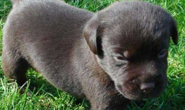 İki yıl boyunca köpek sandı ama..