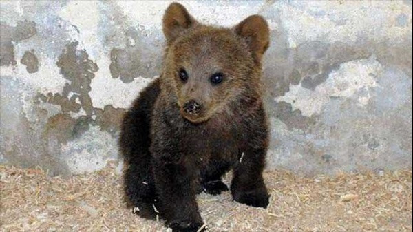 İki yıl boyunca köpek sandı ama..