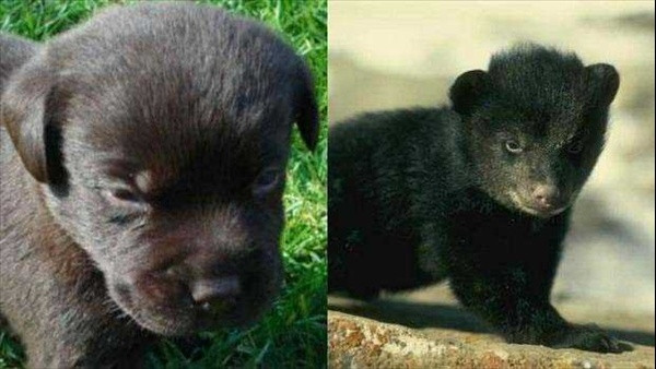 İki yıl boyunca köpek sandı ama..