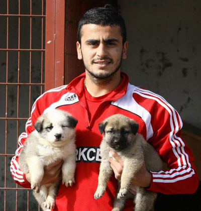 Kangal ile Husky çiftleşince...