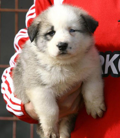 Kangal ile Husky çiftleşince...