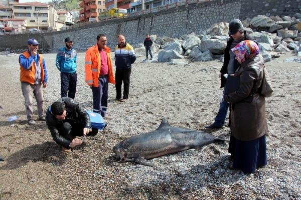 Başı gövdesinden kopan yunus sahile vurdu