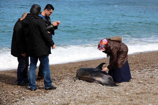 Başı gövdesinden kopan yunus sahile vurdu