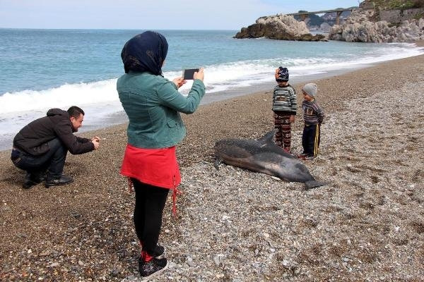 Başı gövdesinden kopan yunus sahile vurdu