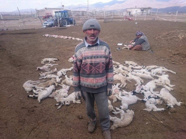 Yanlış iğne 200 hayvanı telef etti