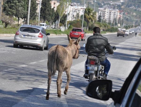 Aydın'da eşeğe motosikletli eziyet