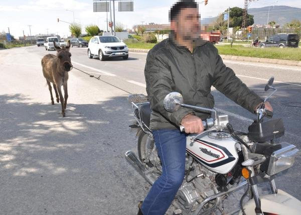 Aydın'da eşeğe motosikletli eziyet
