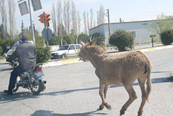 Aydın'da eşeğe motosikletli eziyet