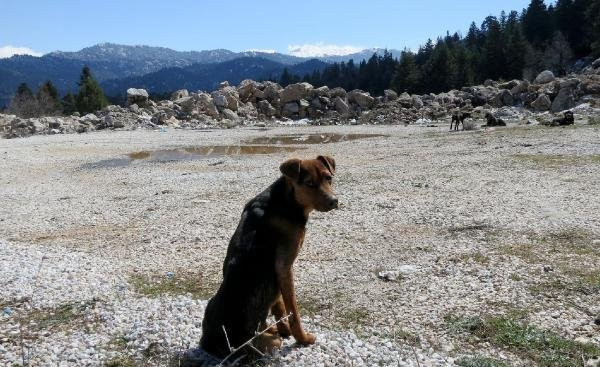 Yol kenarına bırakılan köpekler açlıktan ölüyor !