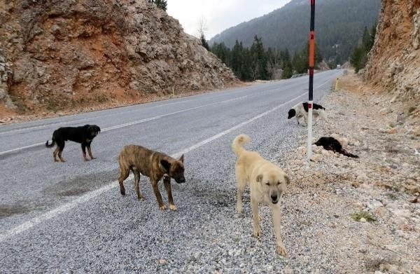 Yol kenarına bırakılan köpekler açlıktan ölüyor !