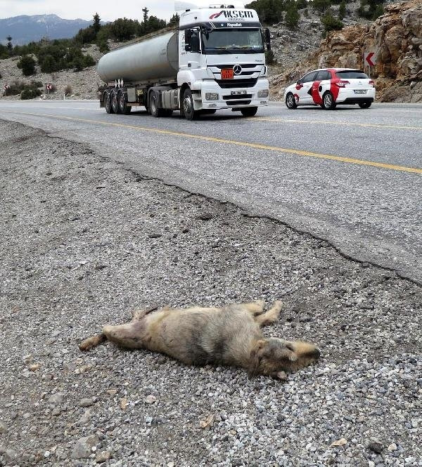 Yol kenarına bırakılan köpekler açlıktan ölüyor !