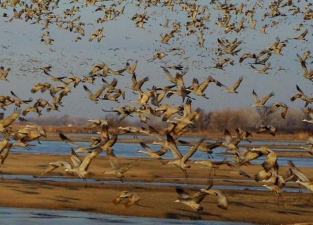 Hayvanların inanılmaz göç fotoğrafları