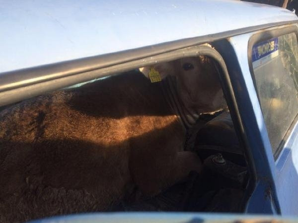 Çaldıkları İneği Otomobille Götürürken Yakalandılar