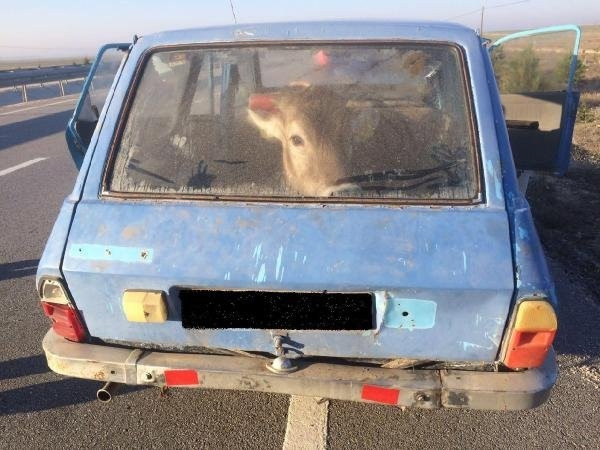 Çaldıkları İneği Otomobille Götürürken Yakalandılar