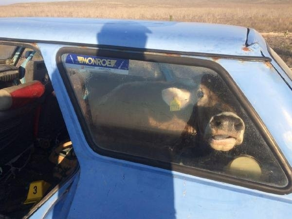 Çaldıkları İneği Otomobille Götürürken Yakalandılar