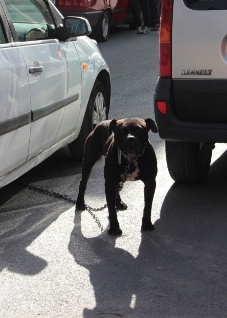 Üsküdar’da Pitbull dehşet saçtı !