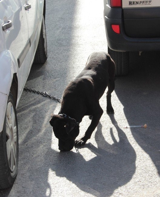 Üsküdar’da Pitbull dehşet saçtı !