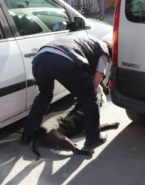 Üsküdar’da Pitbull dehşet saçtı !