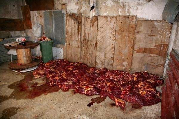 Kaçak at kesilen depoya baskın !