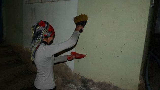 Köyü resmen istila ettiler !